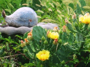 Catus Yellow Rose of Texas EC