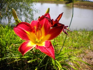 Star Gazer Lily