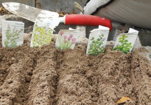 First Herb Beds-EC