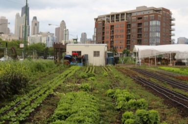 city-farm-in-feature-article